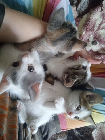 шотландская кошка шиншилла: Кошка даром: Беспородная, 2 месяца, Мальчик, Приучена к лотку