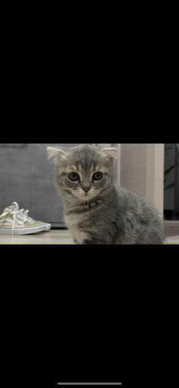 сиямская кошка: Вислоухий шотландец Котенок, котик, кошка, кот, домашние животные
