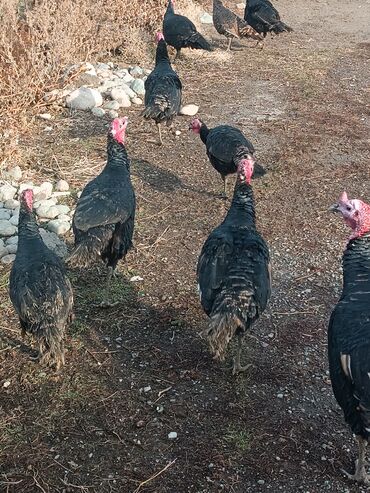 Индюки: Продаю | Индюшка (самка) | Черный принц | Для разведения | Племенные — 1