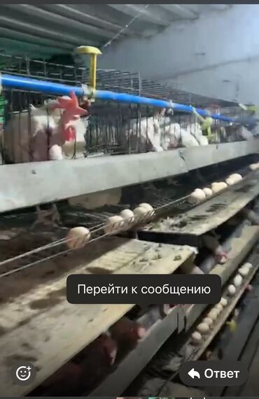 животные на продажу: Продаю Курей несушек, годовалые по 100 Сомов Яйценоскость 80-85% пока