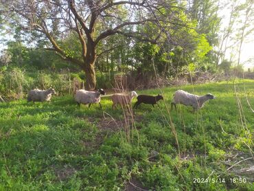 Животные: Продаю | Овца (самка) | Романовская | Для разведения | Матка, Ярка