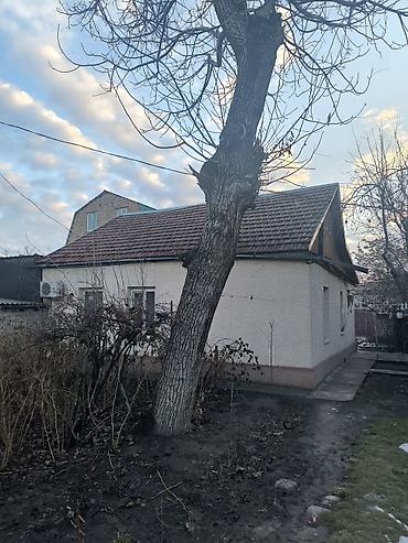 metta samurai: Дерево орех, диаметр ствола 57 см — 2