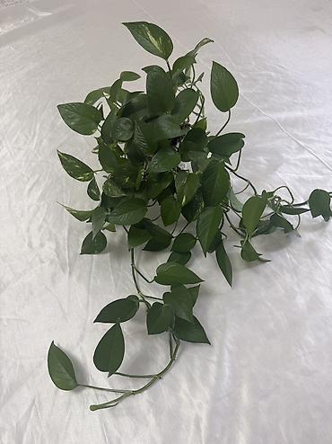 плющ комнатный: Плющеподобные лианы эпипремнум (Pothos/Scindapsus) в горшках. - Два — 5