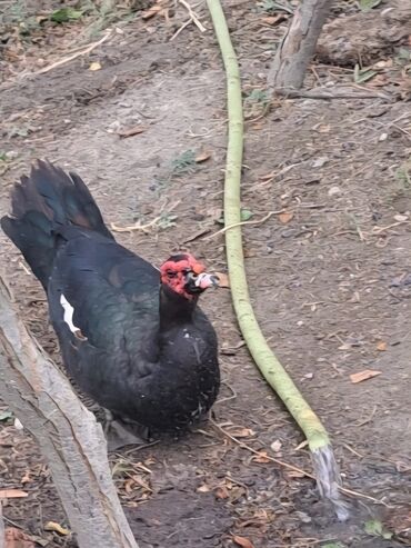 Ördəklər: Dişi, | Lal ördək, Macar, Damazlıq, Pulsuz çatdırılma — 17