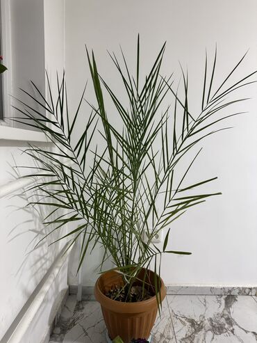 Женское счастье (Спатифиллюм): Комнатные цветы Диффенбахия 500 с Монстера 2000 Фиалки 250 с — 3