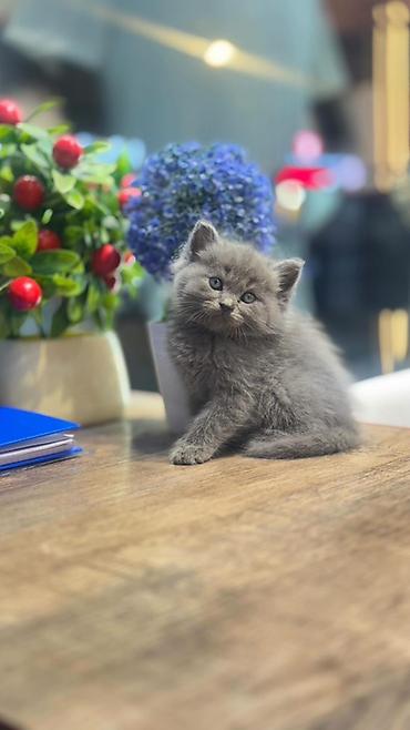 шатландские кошки: Пушистый серый котёнок - Порода: Шотландский тип (короткошёрстный) — 4