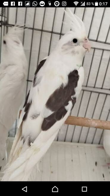 Tutuquşları: Yanaqsız karellalar cüt 250 - 370 azn — 3