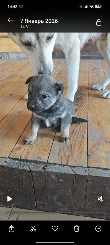 Отдам даром собаку: Щенки от домашней собаки средних размеров. Мать метис Хаски с — 3
