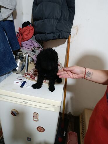 Pişiklər: Şotland yastı qulaq, Erkək, Dişi, Yaxşı əllərə, Ünvandan götürmə, Pulsuz çatdırılma, Ödənişli çatdırılma — 143