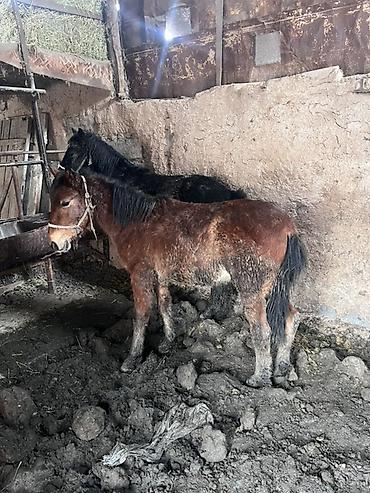 Лошади, кони: Продаю | Жеребенок | На забой — 15