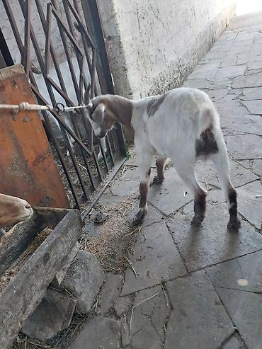 damazlıq heyvanların satışı: Real alıcı zəng vursun . super kökdü .real alıcı gəlsin cüzi endirim — 6