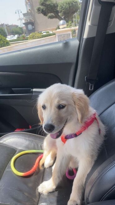 İtlər: Labrador-retriver, 3 ay, Dişi, Pulsuz çatdırılma