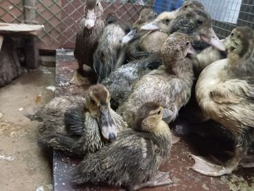 Ördəklər: Muscovy (hind) ördək balaları – müxtəlif rənglərdə - Cins — 9