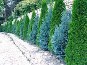 Toxumlar: Thuja toxumları, sərv, Arizona sərv, mavi thuja, qərb thuja və şərq — 15