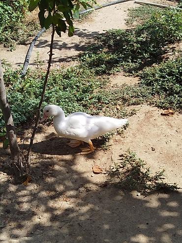 cins keciler: Ağ rəngli ördək - Növ: ağ məişət ördəyi - Xarakteristika: hamar ağ — 1