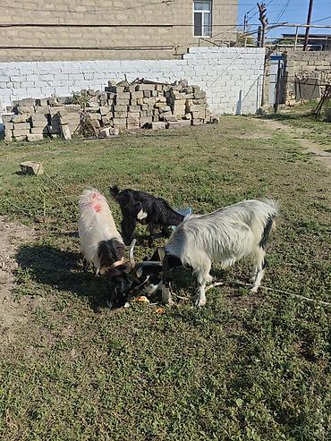 uzun qulaqlar: Məhsul: Keçi və oğlaqlar Təsvir: 1Ana 1bala Dişi 1Erkey - Şəkildə — 1