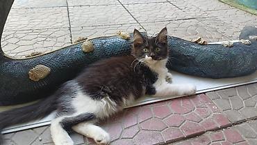 кошка породистый: 3 месяца, Девочка, Приучена к лотку — 3