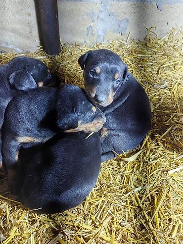 İtlər: Doberman, Pulsuz çatdırılma — 9