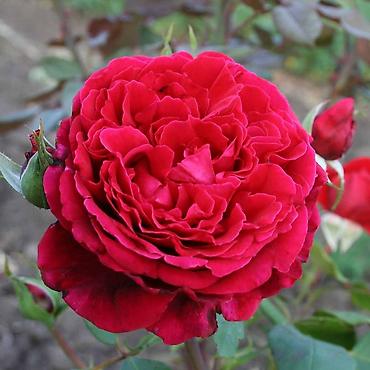 Роза: Розы!!! Розы!!! Розы!!! Саженцы роз!! Ул ташкентская 9 — 10