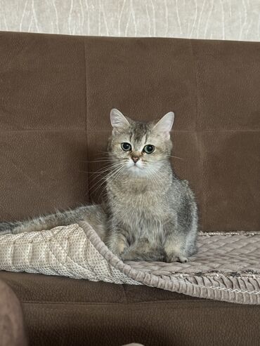 İtlər: Qızıl şinşilla, Dişi, Yaxşı əllərə, Ünvandan götürmə, Pulsuz çatdırılma, Ödənişli çatdırılma