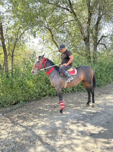 Лошади, кони: Продаю | Жеребец | Рабочий — 5