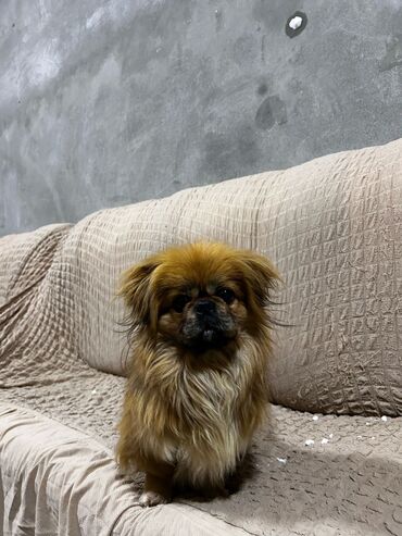 İtlər: Pekines, 1 il, Erkek, Cütləşmə üçün, Pulsuz çatdırılma