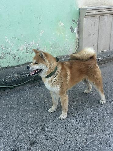 İtlər: Akita-inu, 5 ay, Erkək, Peyvəndli, Ödənişli çatdırılma — 2