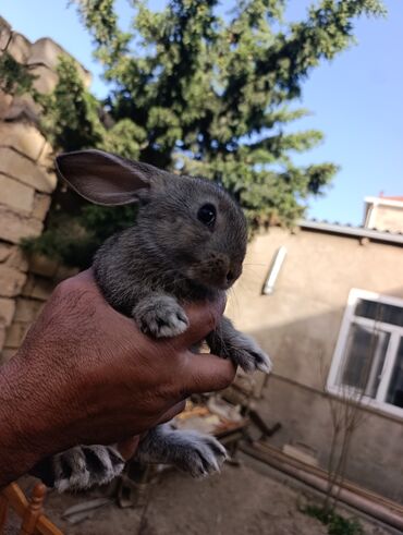 Dovşanlar: Veliqan və kaliforniya dovşanları!