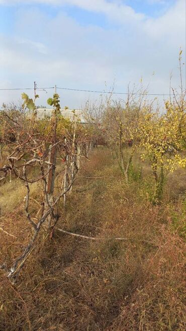 Torpaq sahələrinin satışı: 6 sot, Maklerlər narahat etməsin, Kupça (Çıxarış) — 11
