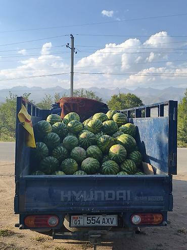 рыбы купить: Арбузы Оптом, Бесплатная доставка — 2