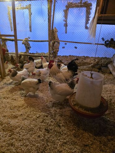 Toyuqlar: Toyuq, Damazlıq -da lalafo.az — 5 Toyuqlar: Toyuq, Damazlıq — 5