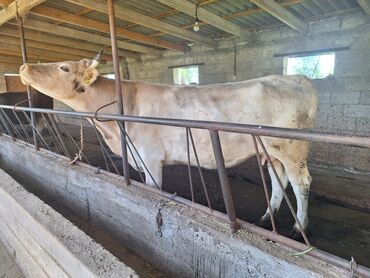средний вес коровы: Продаю | Корова (самка) | Симментальская | Для молока | Стельные