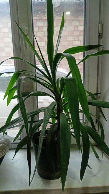 искусственные цветы бишкек: Продаю Юкку. Возраст 3 года.
1200 сом