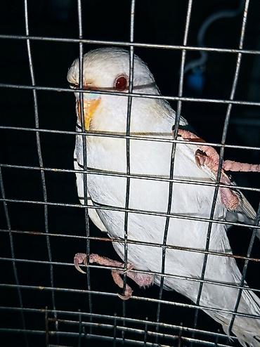 tutuquşlar: Məhsul: Dalğıç papağanlar (budaq papağanı/budgerigar) Xüsusiyyətlər — 2