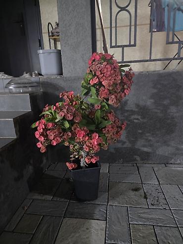 Молочаи: Молочай Милей (Euphorbia milii, «Корона Христа») в горшке. - — 2