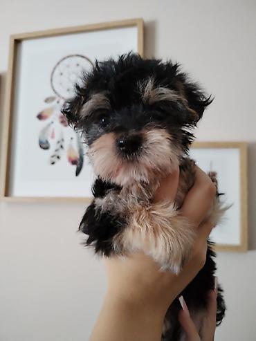 Dogs: MORKI Štene mini rase staro 7 nedelja (ocisceno pd parazita dok vama — 2