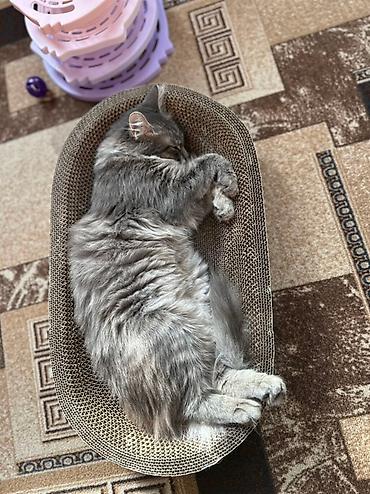 Отдам даром кошку: 1 год, Девочка, Приучена к лотку — 11