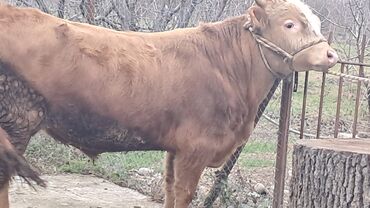 Inəklər, öküzlər: Üç baş ətlik erkək dana satılır təmiz əti 220. 185. 150 . ivanovka — 7