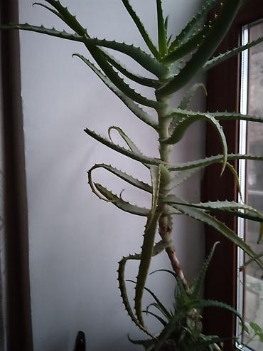aloe: Алоэ (Aloe arborescens/вековое) — крупное комнатное растение. - — 1
