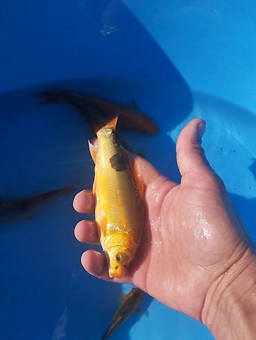 Рыбы: Коя, малёк карпа Кои — 10