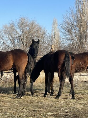 Лошади, кони: Продаю | Жеребец | Для разведения — 5