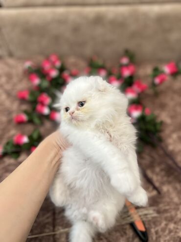 отдам в добрые руки: Erkek disi var 52gunluk