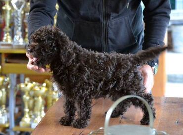 Psi: Lagotto Romagnolo štenci Odgajivačnica "Bellgotto" 7522 sa — 3