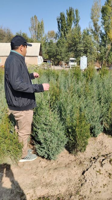 Декоративные деревья: Саженцы деревьев: Туи — 18