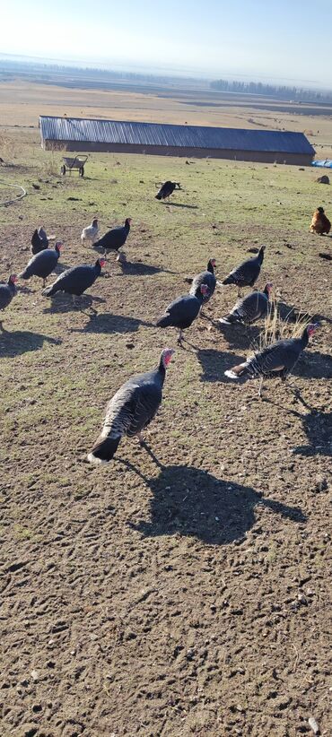 Индюки: Продаю | Индюк (самец) | Черный принц | Для разведения | Племенные — 11