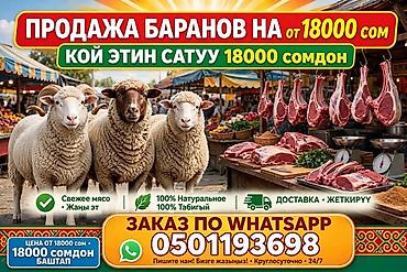 Продам с/х животных: Продаю | Овца (самка), Ягненок, Баран (самец) | Долан, Меринос, Арашан | На забой | Кастрированные, Матка, Ярка — 1