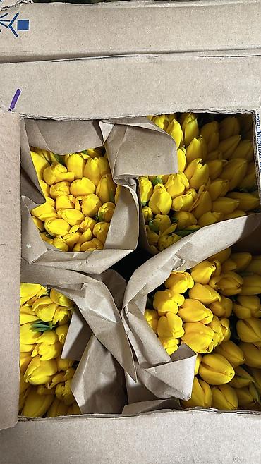 Букеты из живых цветов: Свежие тюльпаны в большом количестве! 🌷 💰 Цены: — В розницу —130 — — 4