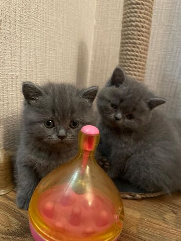 Pişiklər: Britan — 9