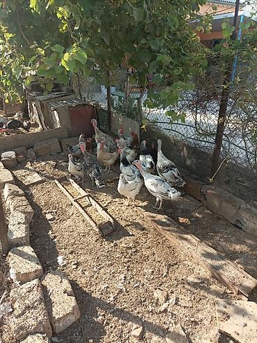 тап аз птицы: Satılır ana hindusqalar 5 dene bala hindusqalar 12 dene cuceler 2 — 5