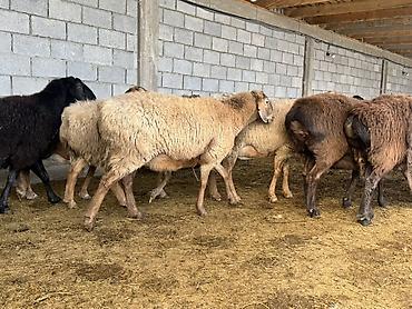 Баран, овца: Продаю | Овца (самка) | Для разведения | Матка at lalafo.kg — 7 Баран, овца: Продаю | Овца (самка) | Для разведения | Матка — 7